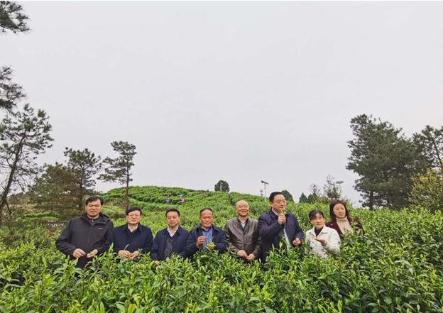 公司負(fù)責(zé)人陪同省供銷(xiāo)社、湘西州領(lǐng)導(dǎo)一行調(diào)研我司青干村茶葉扶貧示范基地